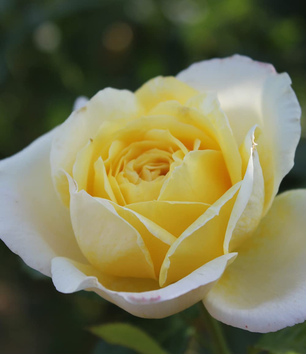 baldur-garten-delbard-kletterrose-amnesty-international image 5