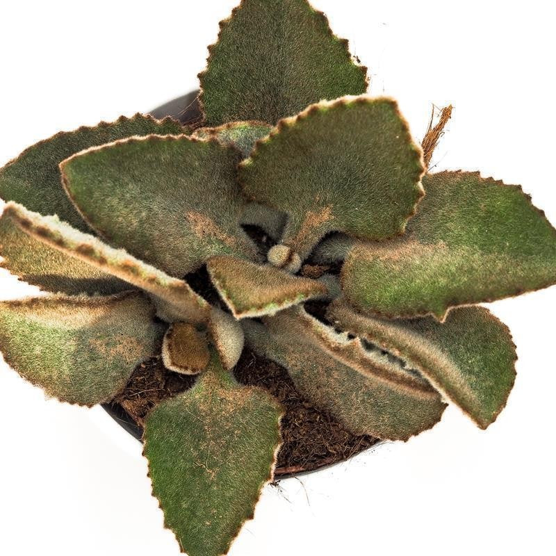 pasiora-kalanchoe-beharensis-fang-10-5cm-elefantenohr image 1