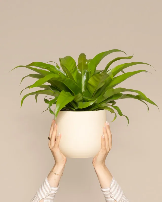 feey-nestfarn-zimmerpflanze-asplenium-nidus-mittel image 1