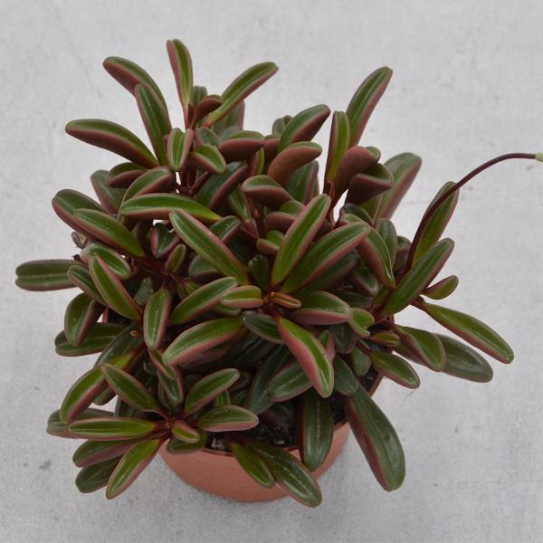 pasiora-peperomia-graveolens-sukkulente-8-5cm image 3