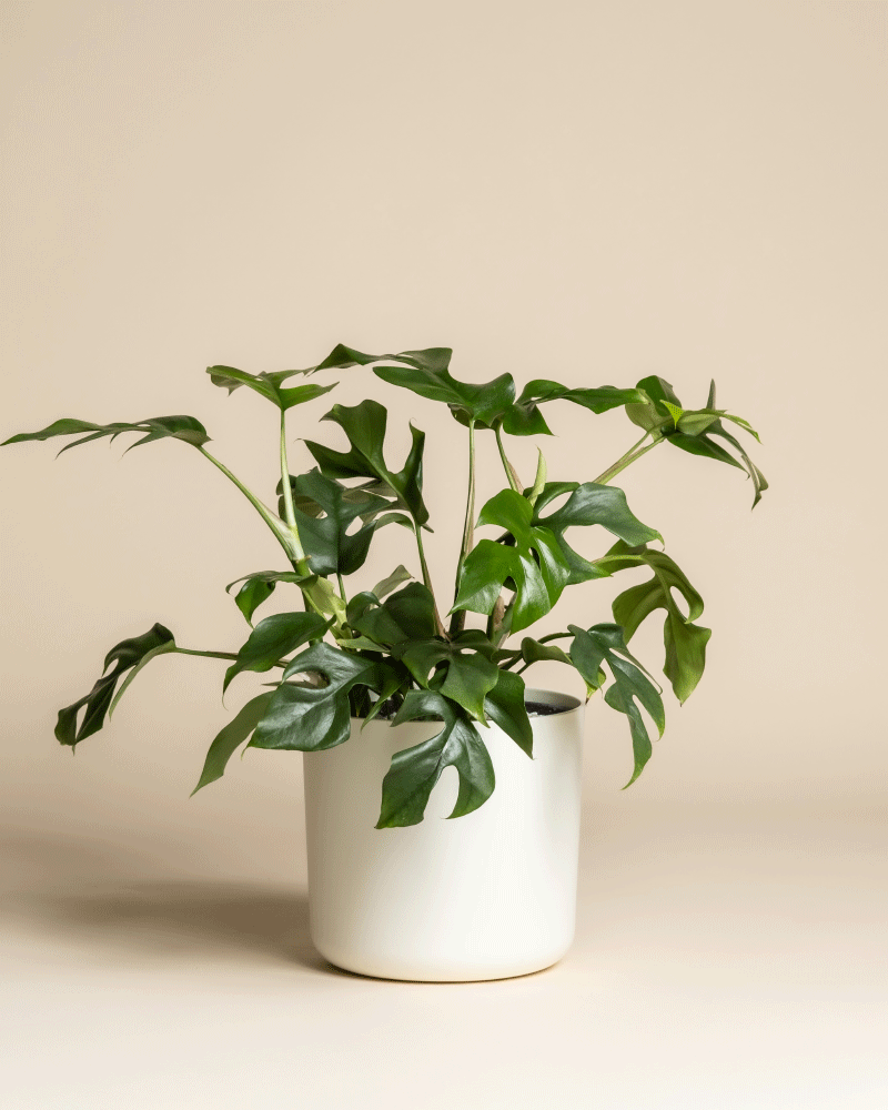 feey-monstera-minima-rhaphidophora-tetrasperma-zimmerpflanze image 7