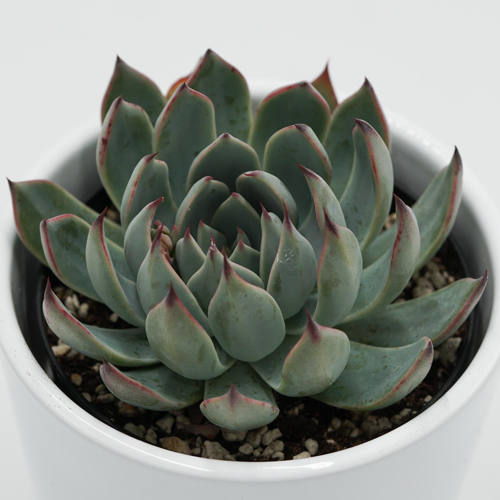 pasiora-echeveria-subalpina-sukkulente-9cm-topf image 1