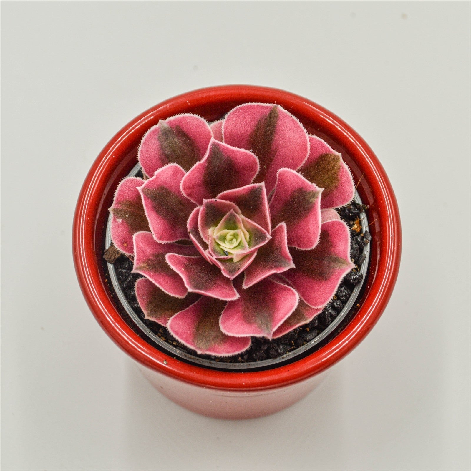 pasiora-aeonium-wheels-of-admiration-sukkulente-6cm image 2
