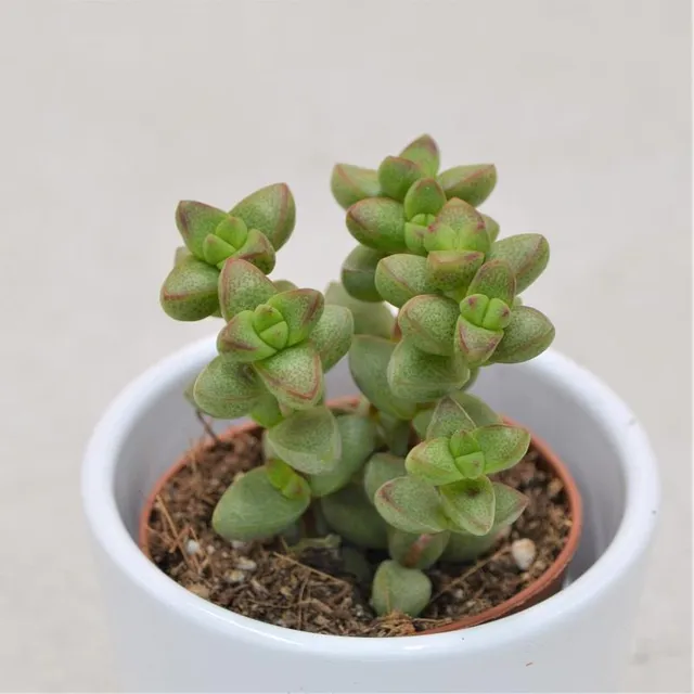 pasiora-crassula-brevifolia-sukkulente-5-5-cm-topf image 1