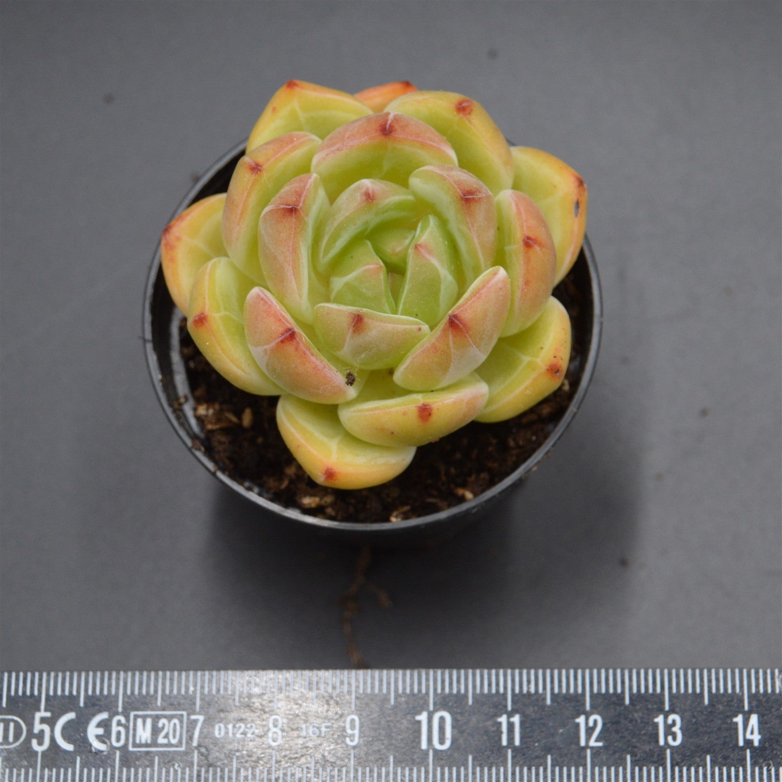 pasiora-echeveria-bird-king-rarit-t-einzelst-ck image 2