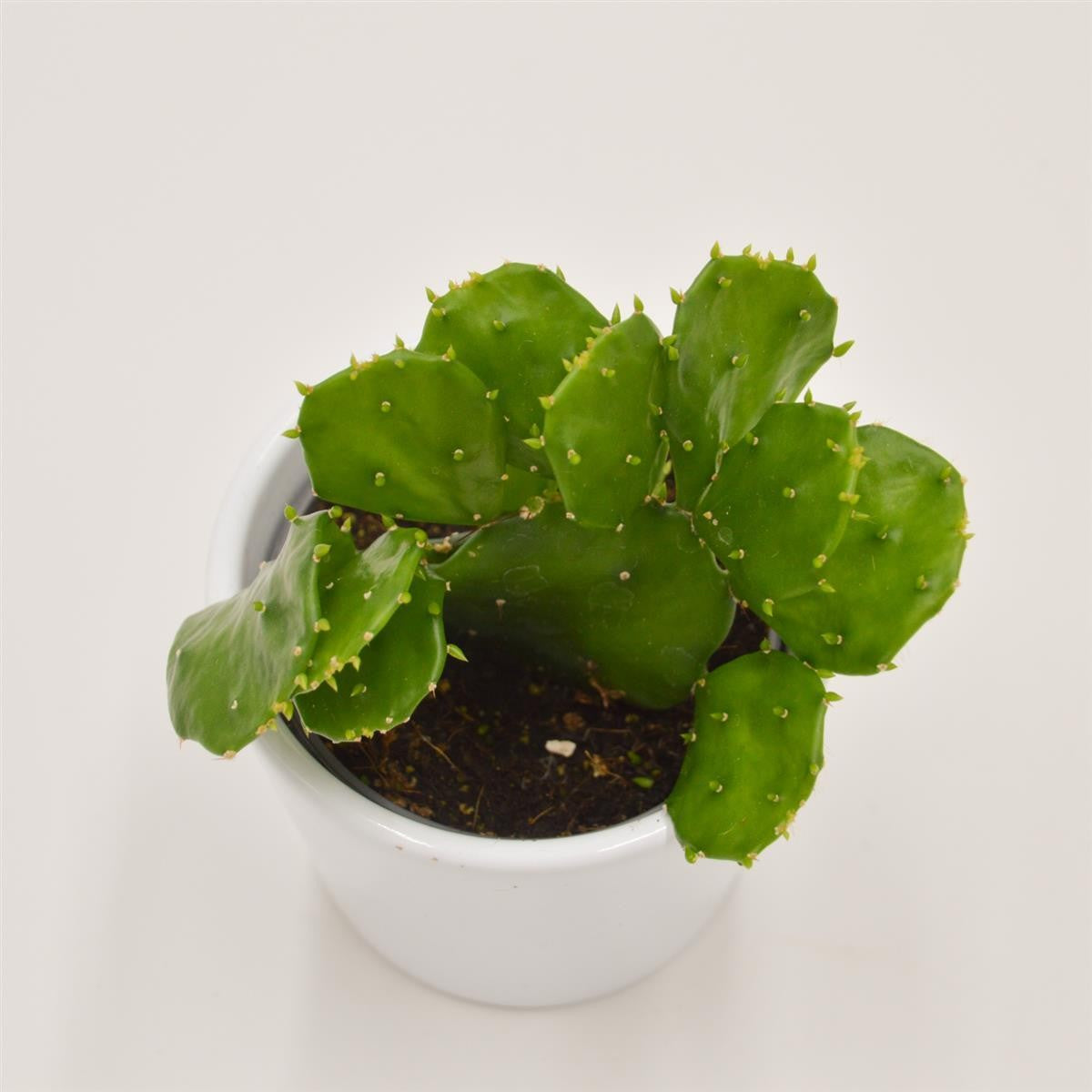 pasiora-opuntia-brasiliensis-mini-kaktus-6cm-topf image 1