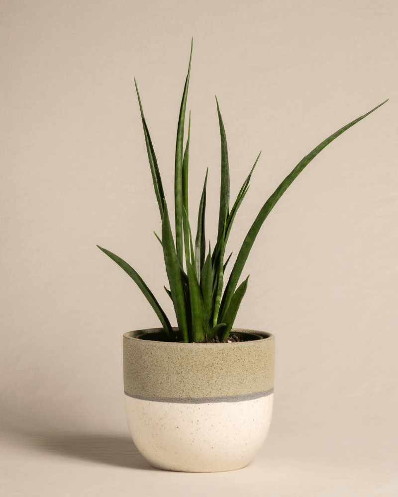feey-sansevieria-friends-zimmerpflanze-im-14-cm-topf image 5