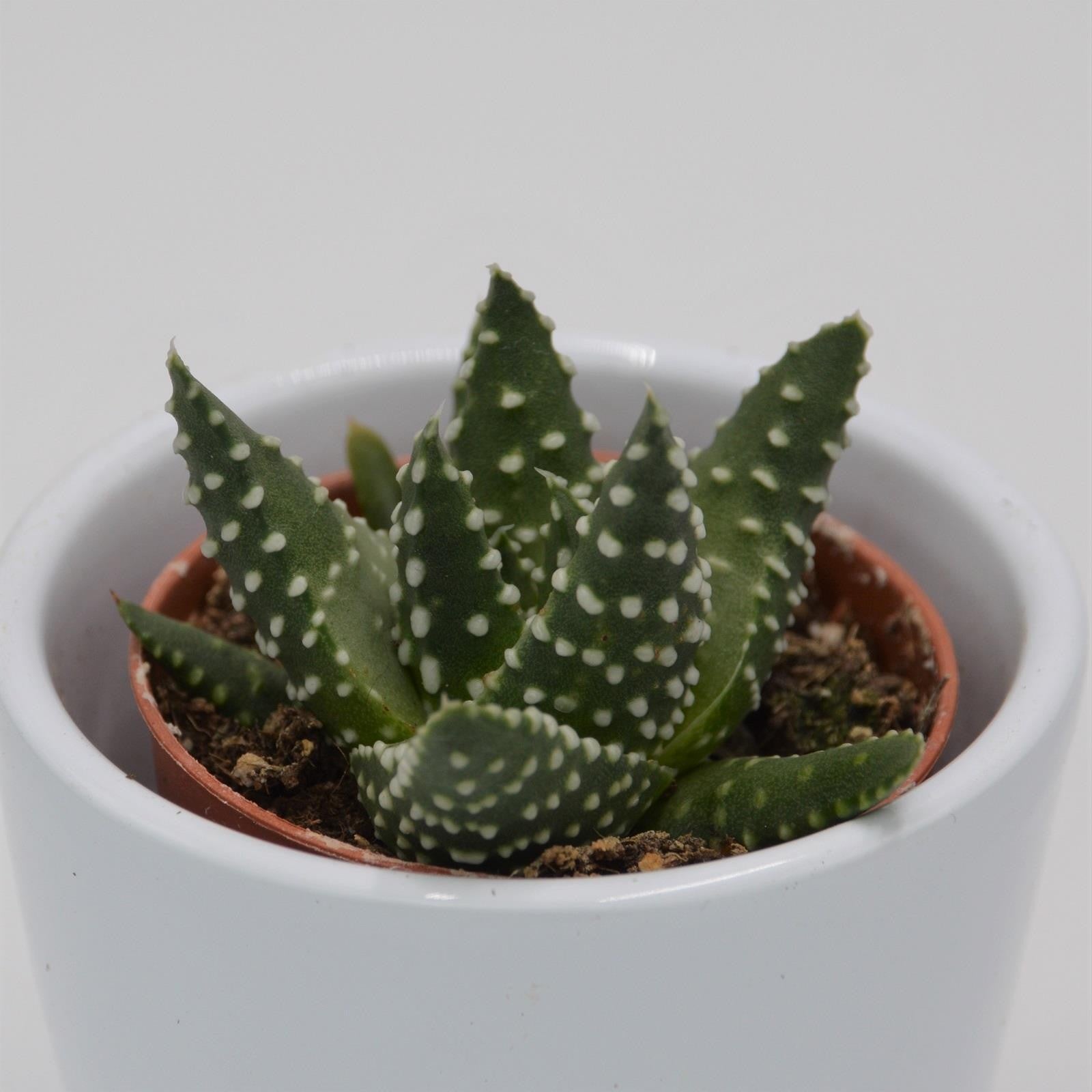 pasiora-haworthia-margaritifera-sukkulente-5-5cm-topf image 1