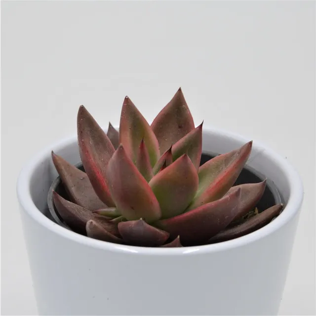 pasiora-echeveria-mars-echeverie-sukkulente-8-5cm image 1