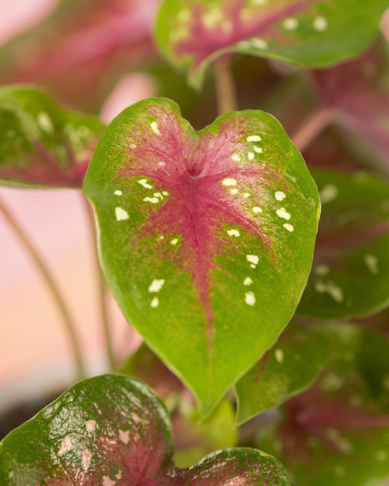 feey-baby-caladium-casey-3er-set-zimmerpflanze image 4