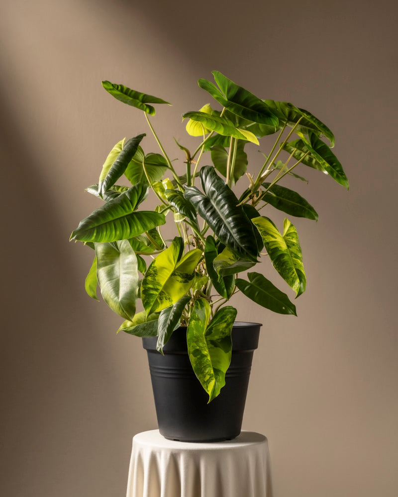 feey-philodendron-burle-marx-variegata-rarit-t-40-50-cm image 3