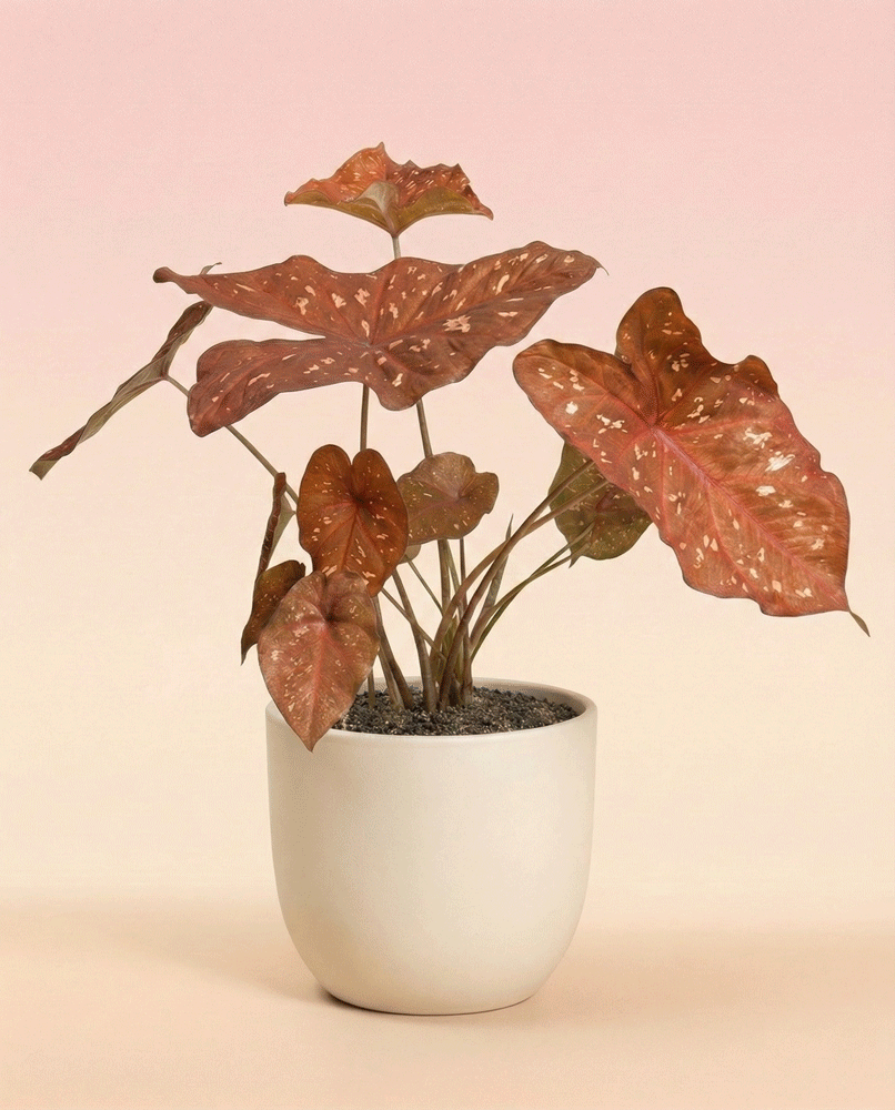 feey-caladium-burning-heart-zimmerpflanze-mit-rot-panaschierten-bl-ttern image 5