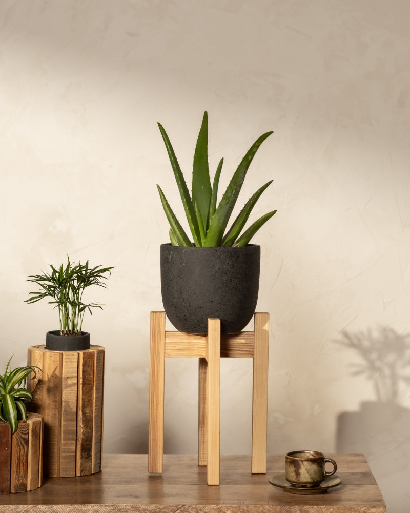 feey-echte-aloe-vera-zimmerpflanze image 6