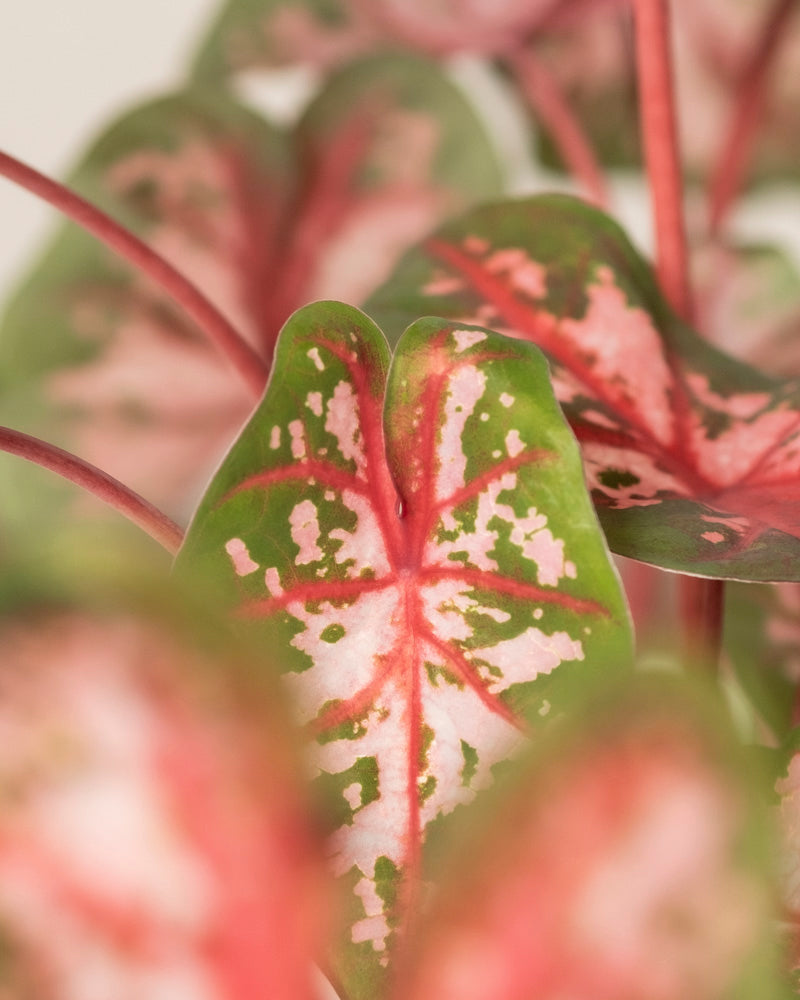 feey-caladium-roze-buntblatt-kaladie-mit-rosa-bl-ttern image 2