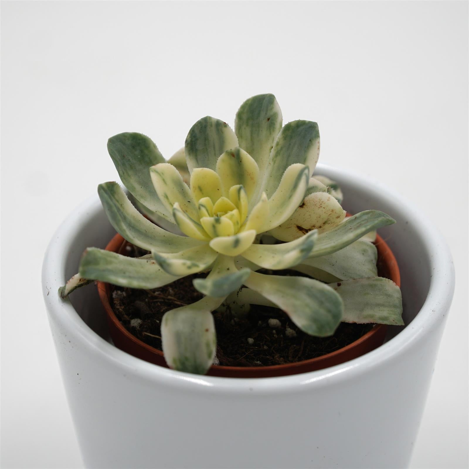 pasiora-aeonium-domesticum-f-variegata-sukkulente-5-5cm image 3