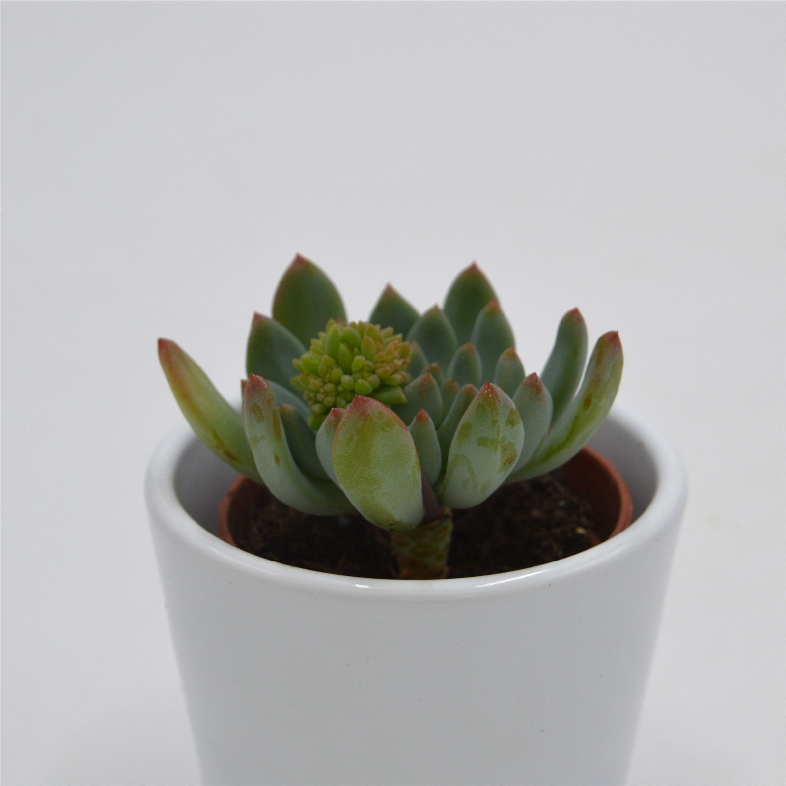 pasiora-x-sedeveria-blue-elf-sukkulente-im-5-5cm-topf image 4
