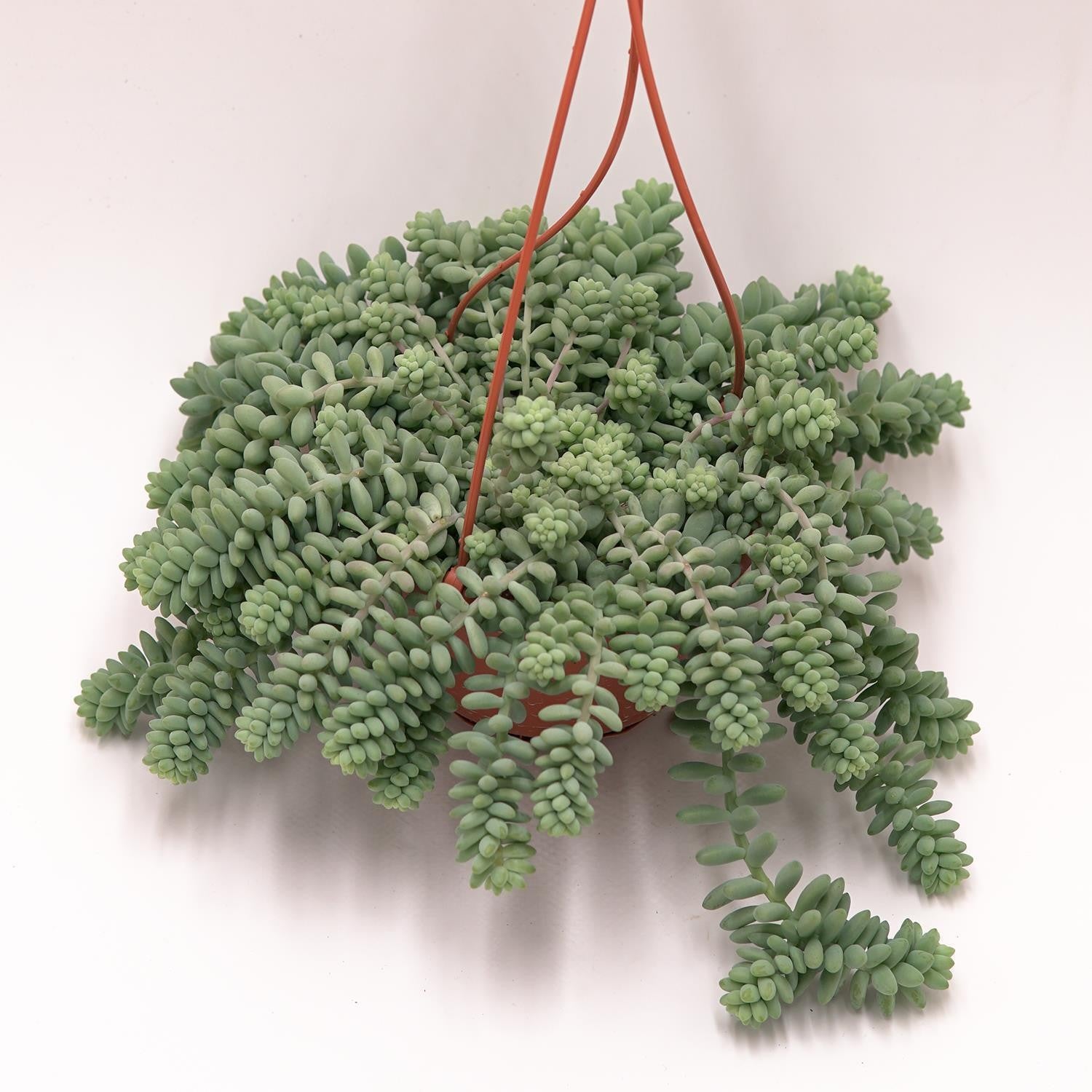 pasiora-sedum-burrito-14cm-ampel image 2