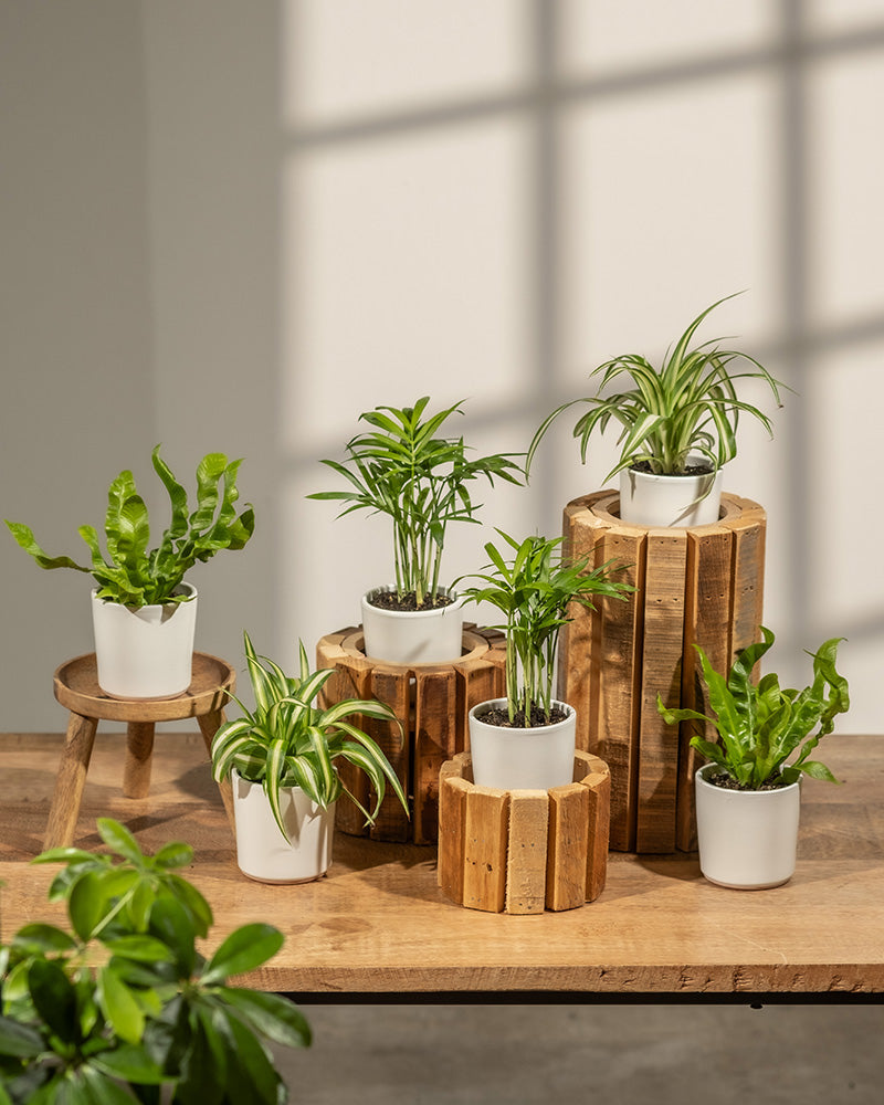 feey-ungiftige-babypflanzen-6er-set-tierfreundlich image 2