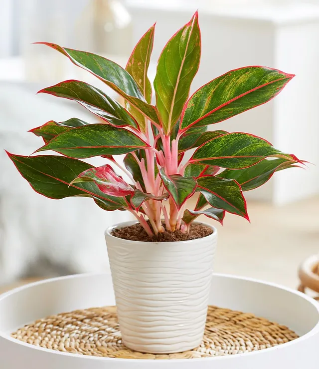 baldur-garten-aglaonema-jungle-red-zimmerpflanze-12-cm-topf image 1