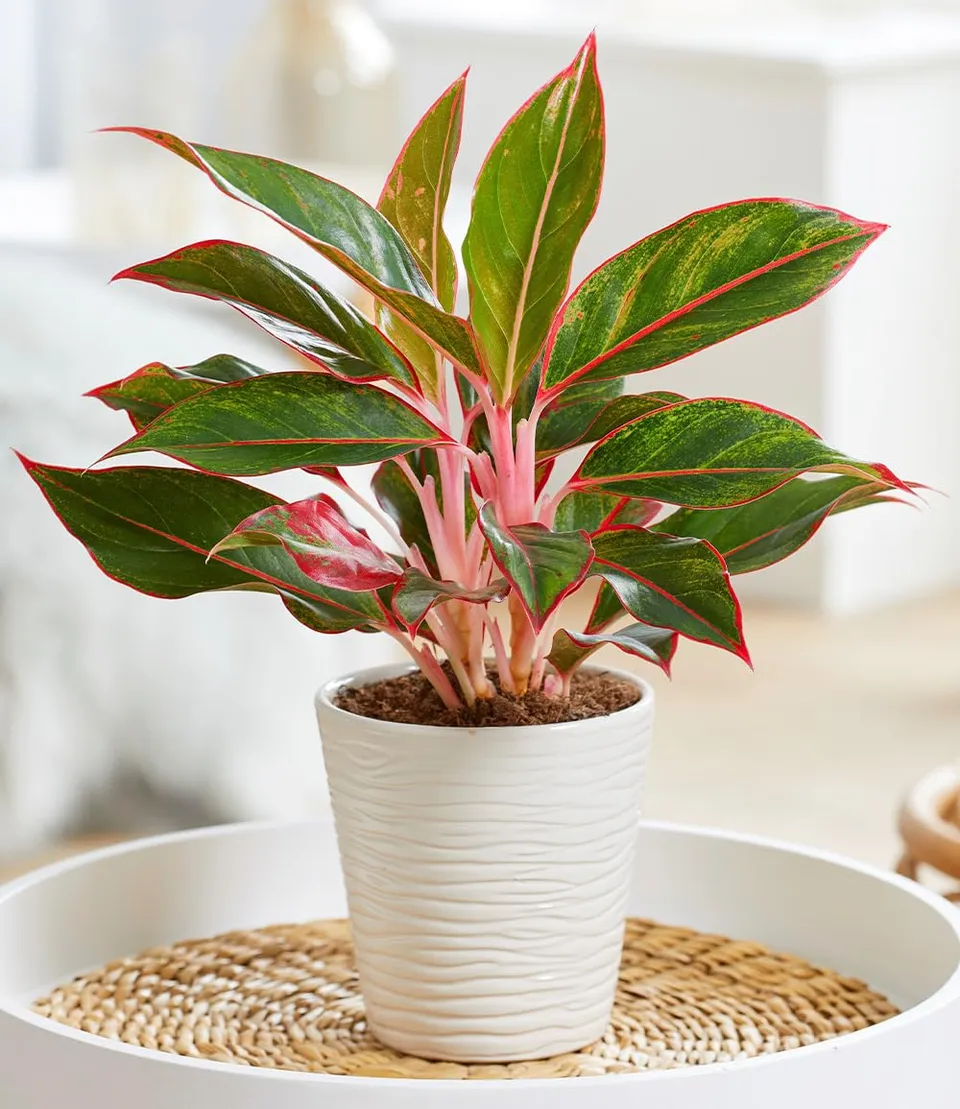 baldur-garten-aglaonema-jungle-red-zimmerpflanze-12-cm-topf image 1