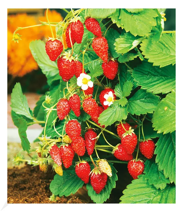 baldur-garten-monatserdbeere-pflanze-im-12-cm-topf image 1