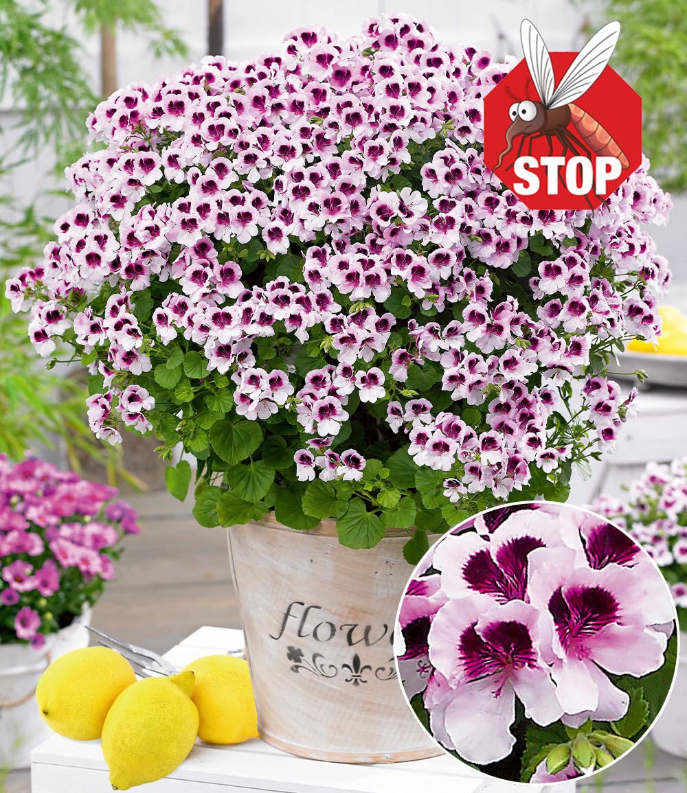 baldur-garten-3x-duft-geranie-mosquitaway-lizzy-im-10-5-cm-topf image 2