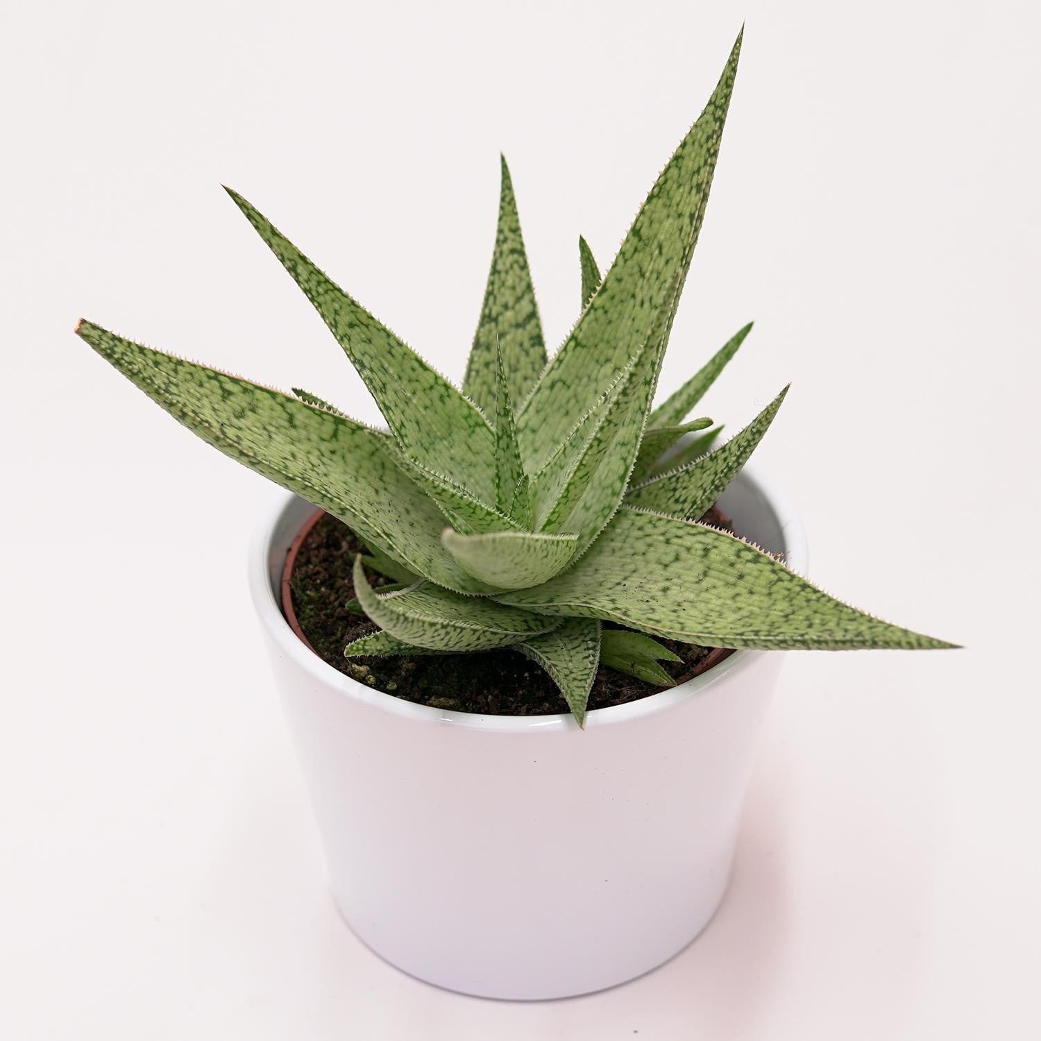 pasiora-aloe-rauhii-snowflake-sukkulente-10-5cm image 3