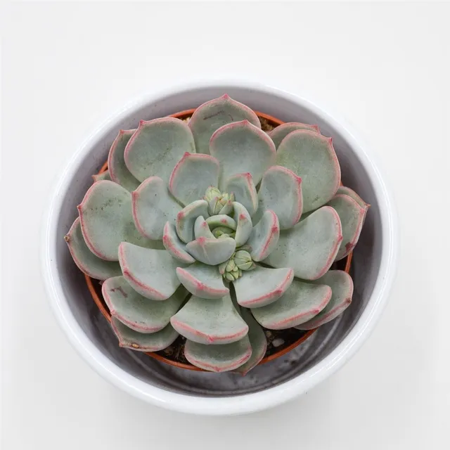 pasiora-echeveria-subcorymbosa-lau-026-8-5cm image 1