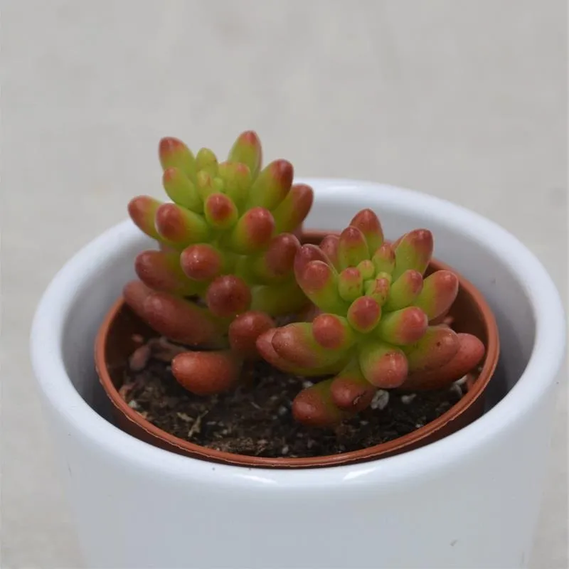 pasiora-sedum-rubrotinctum-sukkulente-im-5-5cm-topf image 1