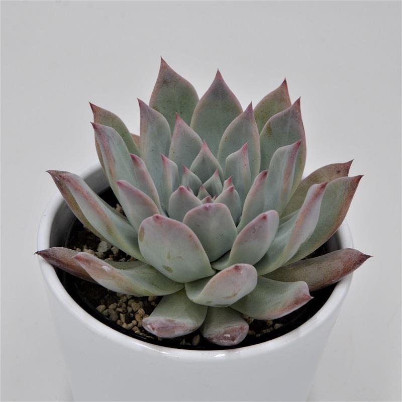 pasiora-echeveria-colorata-f-brandtii-sukkulente-10-5cm-topf image 1