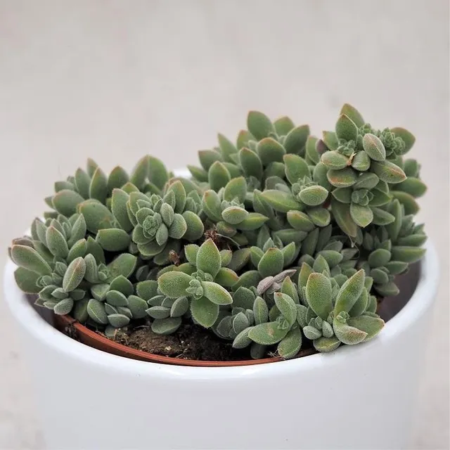 pasiora-crassula-lanuginosa-sukkulente-8-5-cm-topf image 1