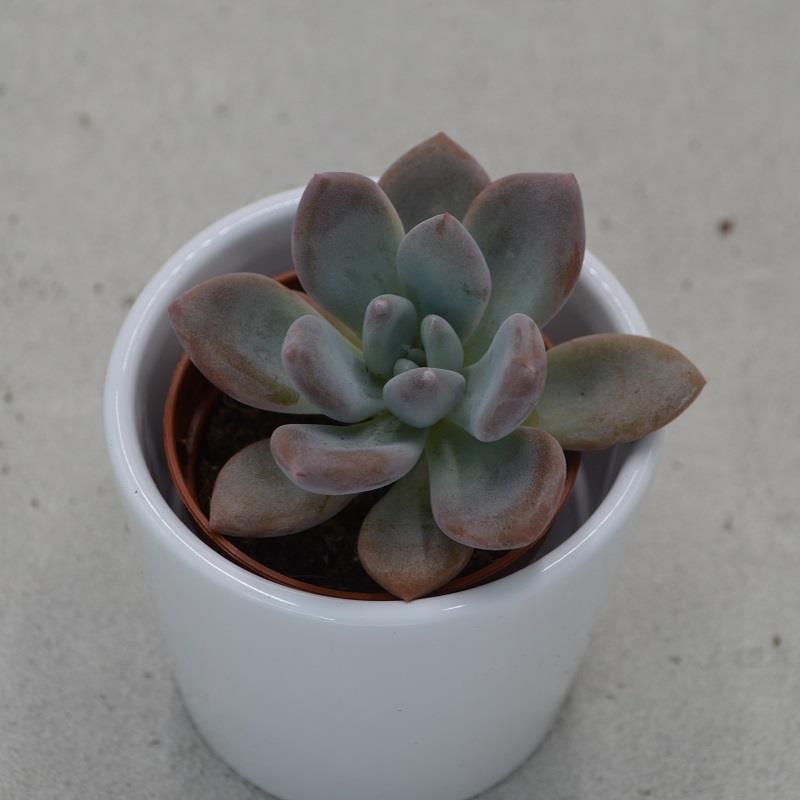 pasiora-x-graptoveria-opalina-sukkulente-5-5cm-topf image 1