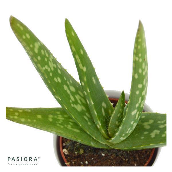 pasiora-aloe-vera-echte-aloe-6-cm-topf image 1