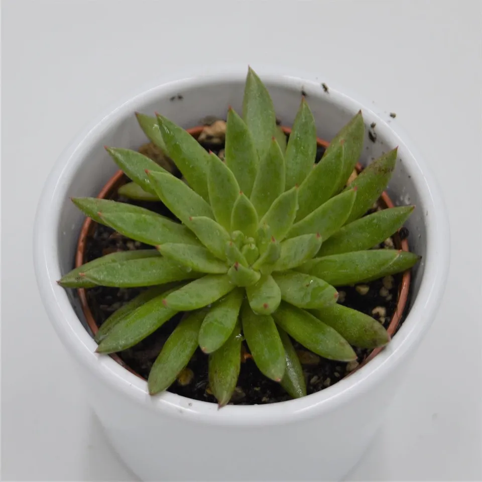 pasiora-echeveria-calderoniae-sukkulente-6cm image 1