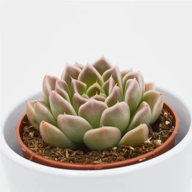 pasiora-echeveria-anubis-sukkulente-8-5cm-topf image 1