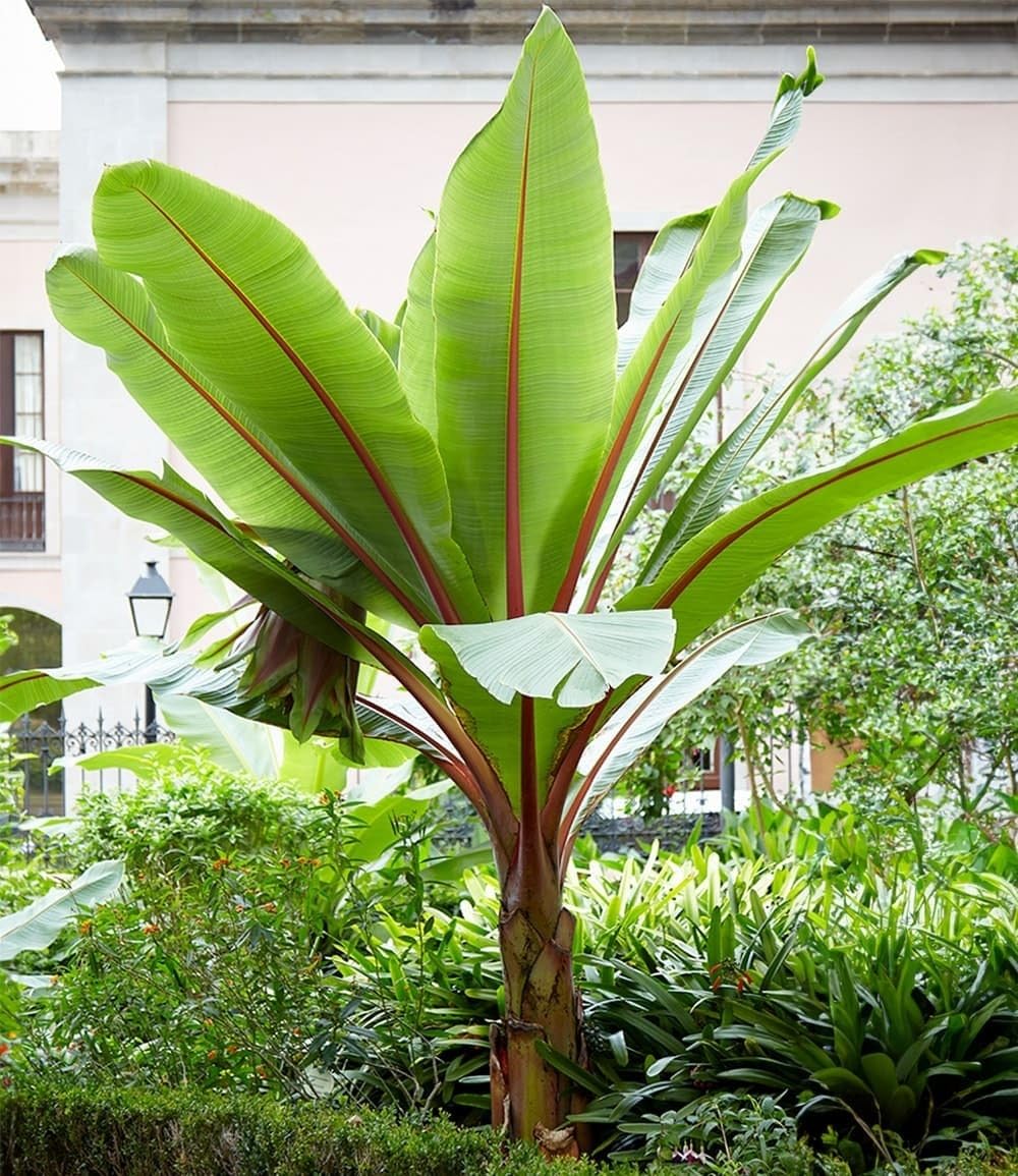 baldur-garten-musa-banana-tropicana-pflanze-im-12-cm-topf image 4