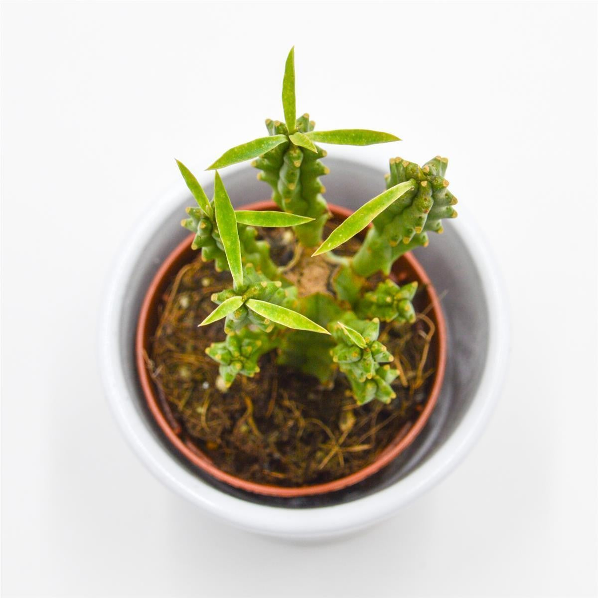 pasiora-euphorbia-loricata-sukkulente-5-5cm-topf image 3