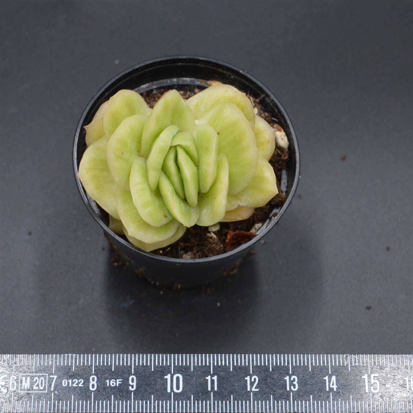 pasiora-graptoveria-lovely-rose-f-variegata-sukkulente-einzelst-ck image 2