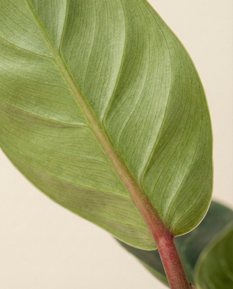 feey-philodendron-birkin-hydro-zimmerpflanze image 8