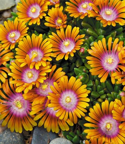 baldur-garten-3x-bodendecker-delosperma-fire-spinner-eisblumen-9x9-cm-topf image 4