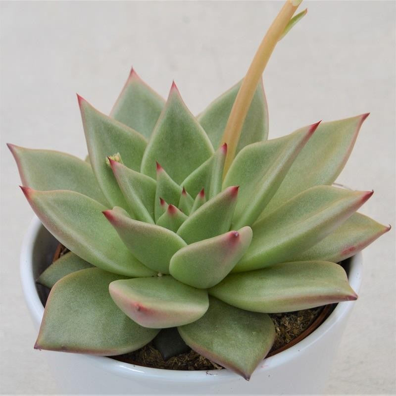 pasiora-echeveria-agavoides-sirius-10-5-cm-topf image 1