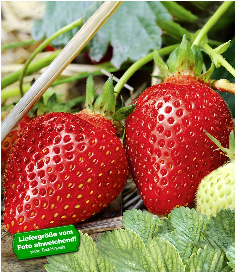 baldur-garten-immertragende-erdbeere-albion-3x-pflanzen-im-7x7-cm-topf image 2