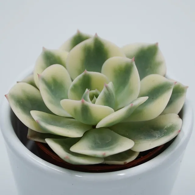 pasiora-echeveria-compton-carousel-sukkulente-5-5-cm-topf image 1
