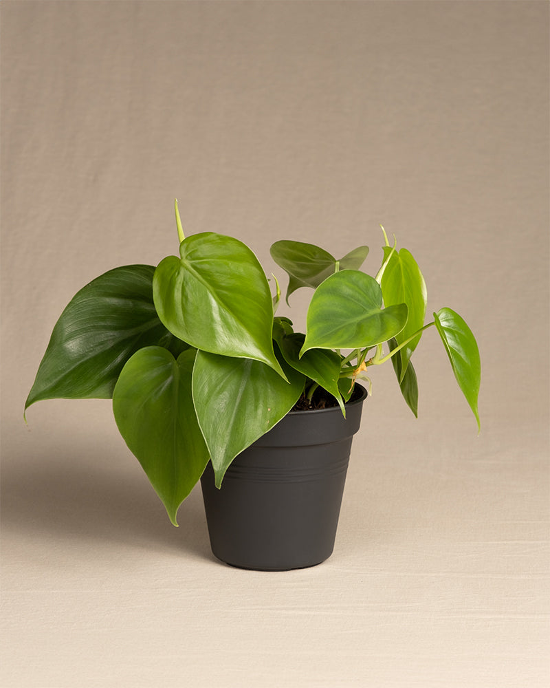 feey-philodendron-scandens-baumfreund-h-ngepflanze image 3