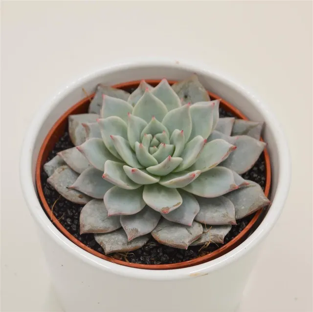 pasiora-echeveria-blue-bird-rosetten-sukkulente-10-5-cm-topf image 1