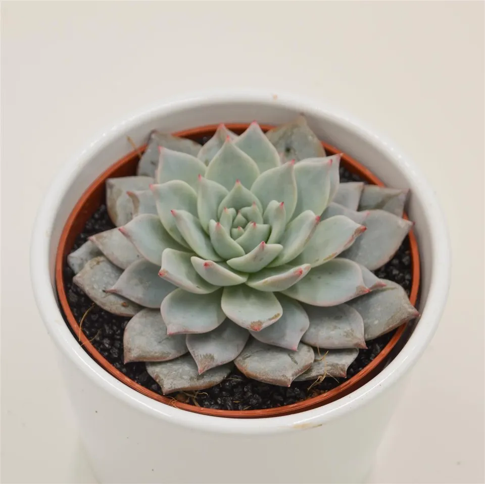pasiora-echeveria-blue-bird-rosetten-sukkulente-10-5-cm-topf image 1