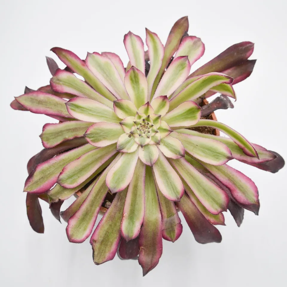 pasiora-aeonium-mardi-gras-rosetten-sukkulente-10-5cm-topf image 1