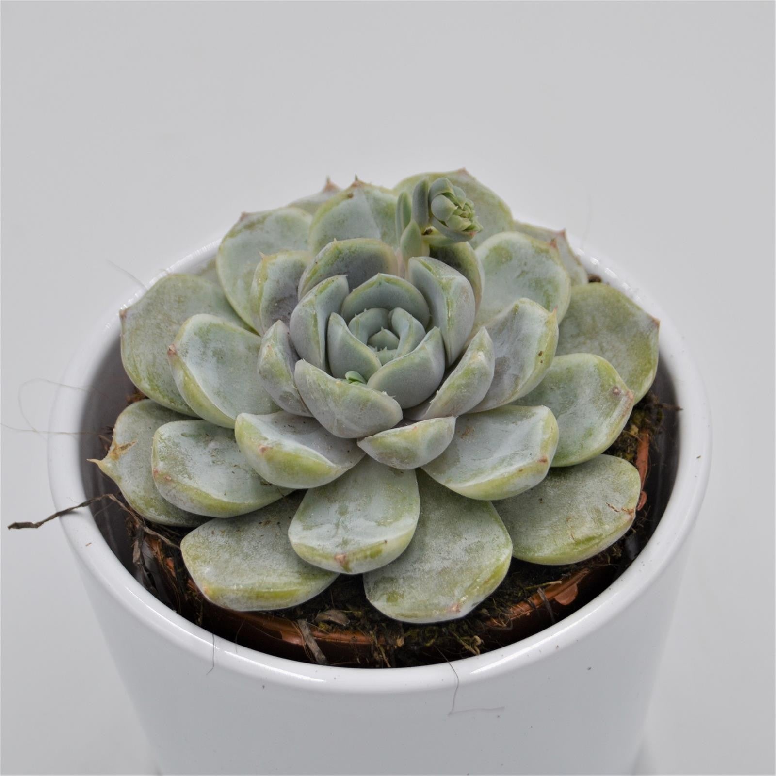 pasiora-echeveria-snow-bunny-echeverie-sukkulente-8-5cm image 1