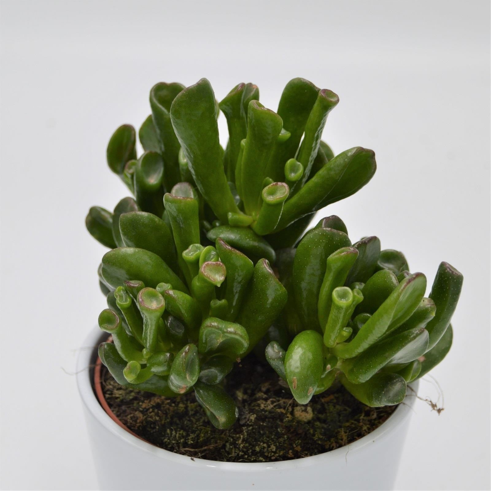 pasiora-crassula-gollum-dickblatt-12cm-topf image 1