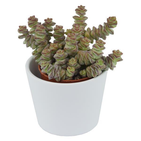 pasiora-crassula-rupestris-marnieriana-hottentot-sukkulente-6cm image 3